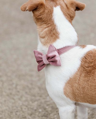 Velvetirusetti Soft Rose Fliege Samt Velvetirusetti Soft Rose Fliege Samt